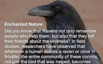 All Life Communicates…