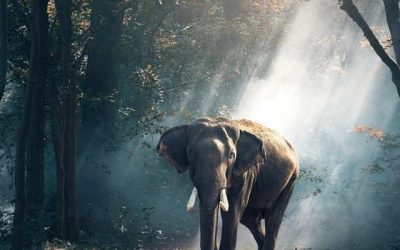 There Is Intelligence In Nature