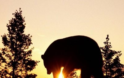Nature Teaches and Heals Like No Other
